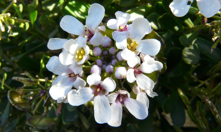 Iberis semperflorens / Iberide florida